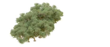 verde foresta isolato su sfondo. 3d interpretazione - illustrazione png