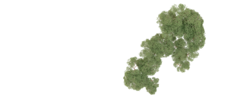 groen Woud geïsoleerd Aan achtergrond. 3d renderen - illustratie png