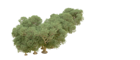 vert forêt isolé sur Contexte. 3d le rendu - illustration png