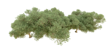 verde foresta isolato su sfondo. 3d interpretazione - illustrazione png