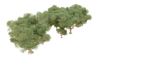 verde foresta isolato su sfondo. 3d interpretazione - illustrazione png