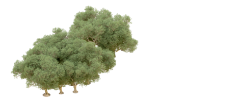 verde foresta isolato su sfondo. 3d interpretazione - illustrazione png