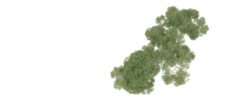 Grün Wald isoliert auf Hintergrund. 3d Rendern - - Illustration png