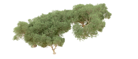 grön skog isolerat på bakgrund. 3d tolkning - illustration png