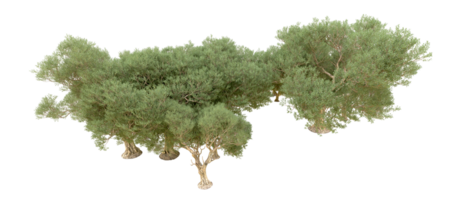 vert forêt isolé sur Contexte. 3d le rendu - illustration png