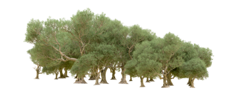 Green forest isolated on background. 3d rendering - illustration png