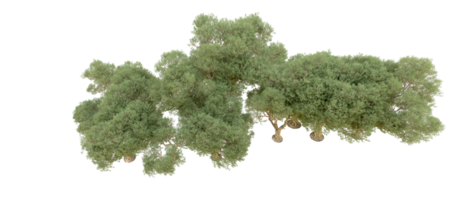 Green forest isolated on background. 3d rendering - illustration png