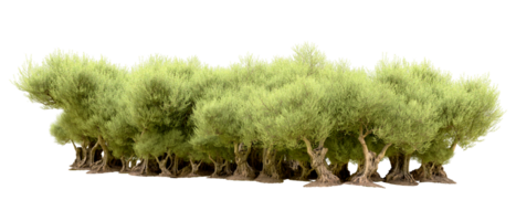 Green forest isolated on background. 3d rendering - illustration png