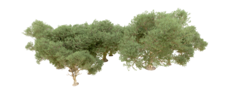 verde foresta isolato su sfondo. 3d interpretazione - illustrazione png