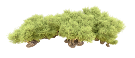 groen Woud geïsoleerd Aan achtergrond. 3d renderen - illustratie png