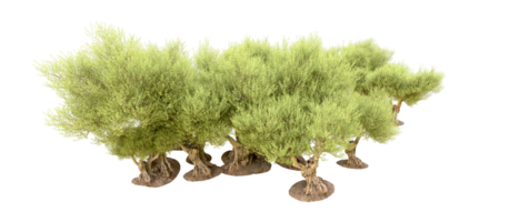 Green forest isolated on background. 3d rendering - illustration png