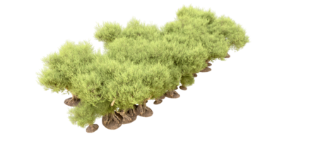 verde foresta isolato su sfondo. 3d interpretazione - illustrazione png