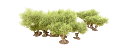 Green forest isolated on background. 3d rendering - illustration png