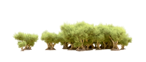 verde foresta isolato su sfondo. 3d interpretazione - illustrazione png