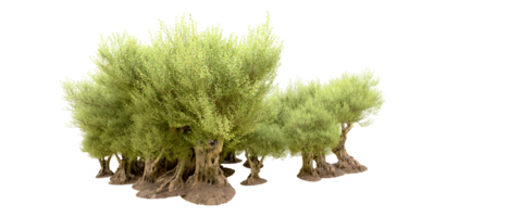 verde foresta isolato su sfondo. 3d interpretazione - illustrazione png