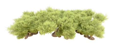 groen Woud geïsoleerd Aan achtergrond. 3d renderen - illustratie png