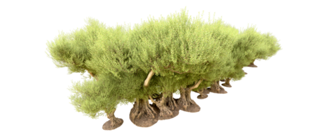 groen Woud geïsoleerd Aan achtergrond. 3d renderen - illustratie png