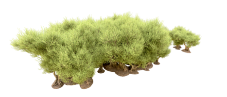 Green forest isolated on background. 3d rendering - illustration png