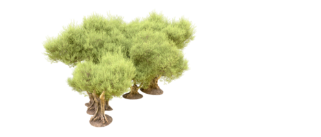 vert forêt isolé sur Contexte. 3d le rendu - illustration png