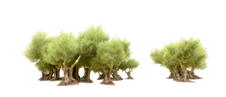 vert forêt isolé sur Contexte. 3d le rendu - illustration png