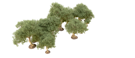 vert forêt isolé sur Contexte. 3d le rendu - illustration png