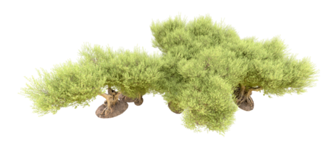 verde foresta isolato su sfondo. 3d interpretazione - illustrazione png