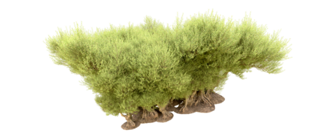 verde foresta isolato su sfondo. 3d interpretazione - illustrazione png