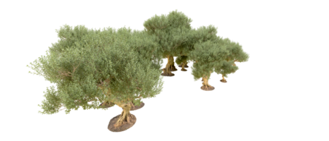 vert forêt isolé sur Contexte. 3d le rendu - illustration png