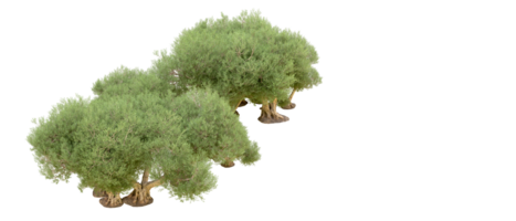 grön skog isolerat på bakgrund. 3d tolkning - illustration png