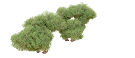 verde floresta isolado em fundo. 3d Renderização - ilustração png