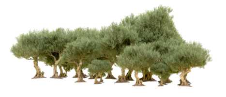 vert forêt isolé sur Contexte. 3d le rendu - illustration png