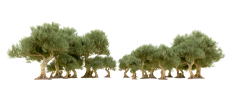 Green forest isolated on background. 3d rendering - illustration png