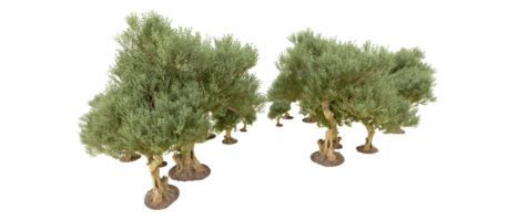 vert forêt isolé sur Contexte. 3d le rendu - illustration png