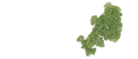 groen Woud geïsoleerd Aan achtergrond. 3d renderen - illustratie png