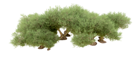 grön skog isolerat på bakgrund. 3d tolkning - illustration png