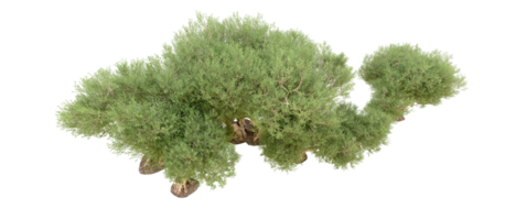 verde foresta isolato su sfondo. 3d interpretazione - illustrazione png