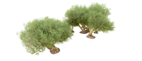 verde floresta isolado em fundo. 3d Renderização - ilustração png