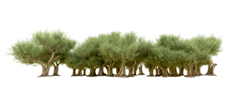 Green forest isolated on background. 3d rendering - illustration png