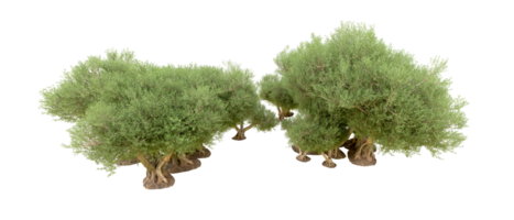Green forest isolated on background. 3d rendering - illustration png