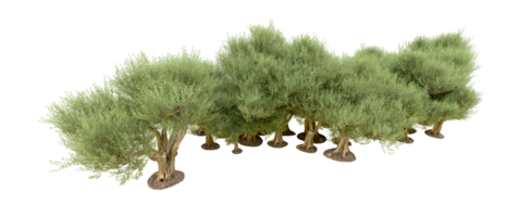 groen Woud geïsoleerd Aan achtergrond. 3d renderen - illustratie png