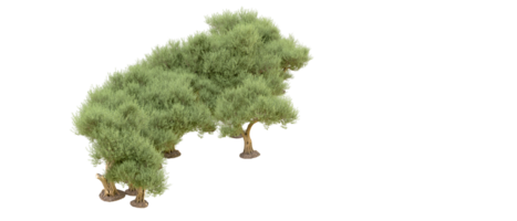 verde floresta isolado em fundo. 3d Renderização - ilustração png