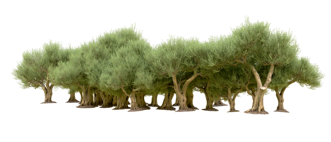Green forest isolated on background. 3d rendering - illustration png