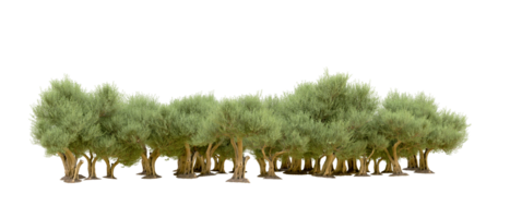 Green forest isolated on background. 3d rendering - illustration png