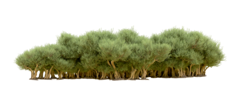 verde foresta isolato su sfondo. 3d interpretazione - illustrazione png