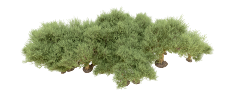 verde floresta isolado em fundo. 3d Renderização - ilustração png