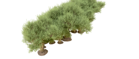 grön skog isolerat på bakgrund. 3d tolkning - illustration png