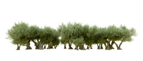 Green forest isolated on background. 3d rendering - illustration png