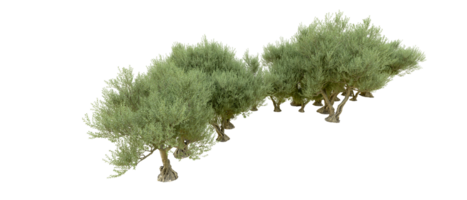 verde foresta isolato su sfondo. 3d interpretazione - illustrazione png