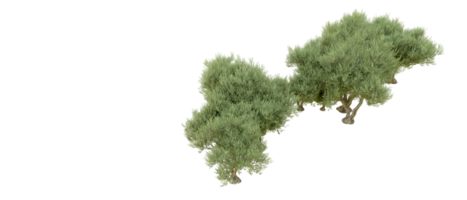 Green forest isolated on background. 3d rendering - illustration png