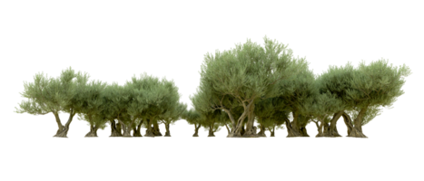 Green forest isolated on background. 3d rendering - illustration png